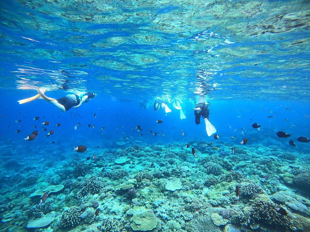 慶良間群島｜半日體驗｜浮潛(附魚餌體驗)♪+海上拖曳傘套裝方案♪