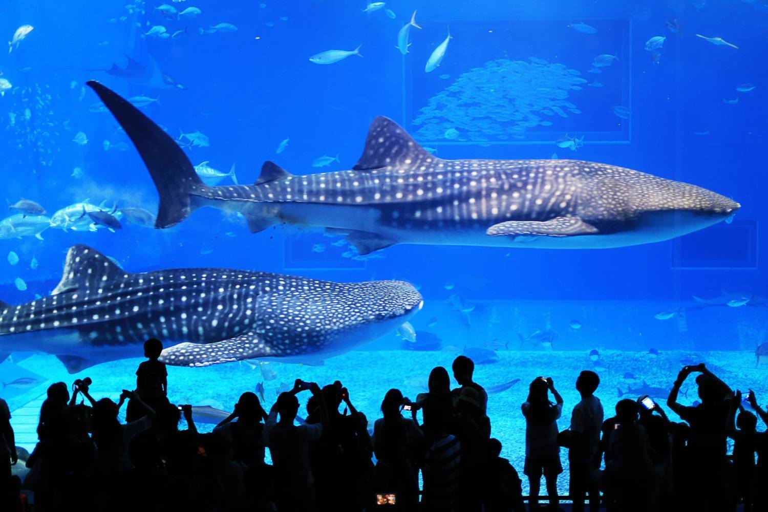 美之島觀光巴士一日遊（Ａ路線）｜美麗海水族館、御菓子御殿、萬座毛、琉球村、星野集團Banta Cafe