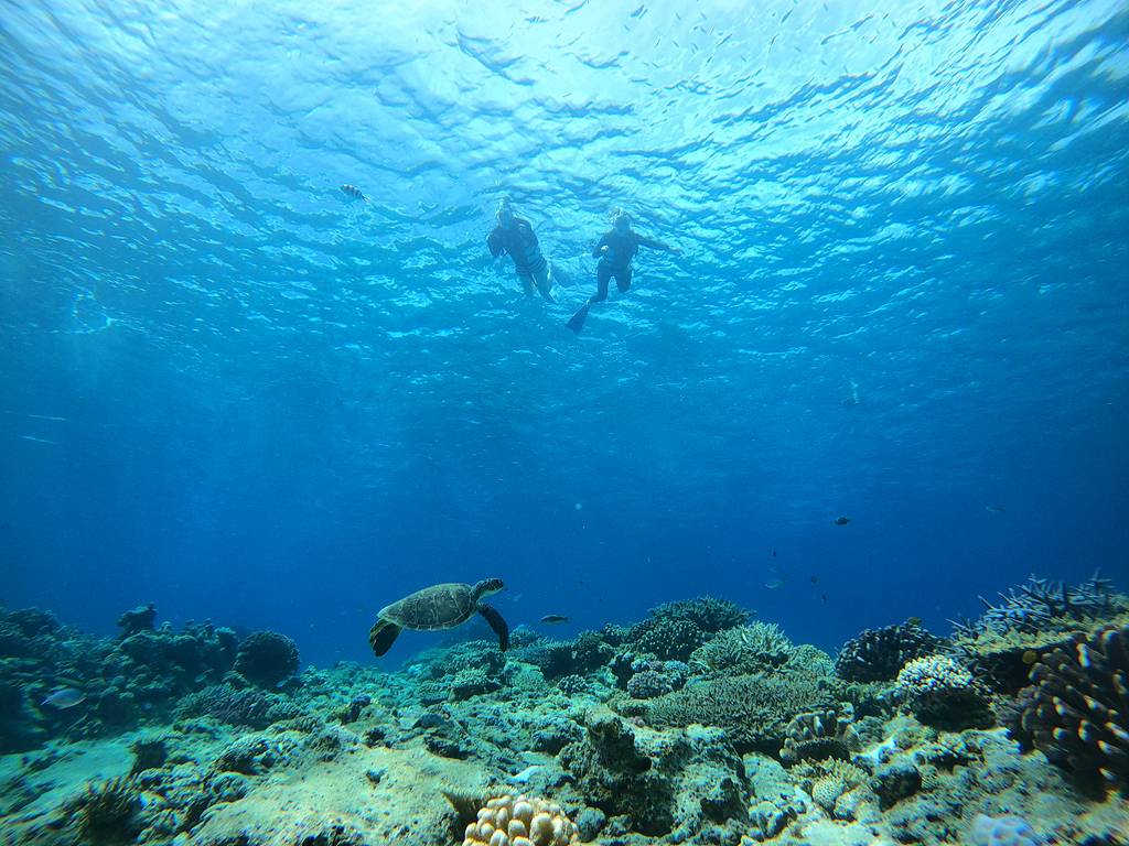 [那霸市區接送] 慶良間群島｜半日體驗｜浮潛(附魚餌體驗)