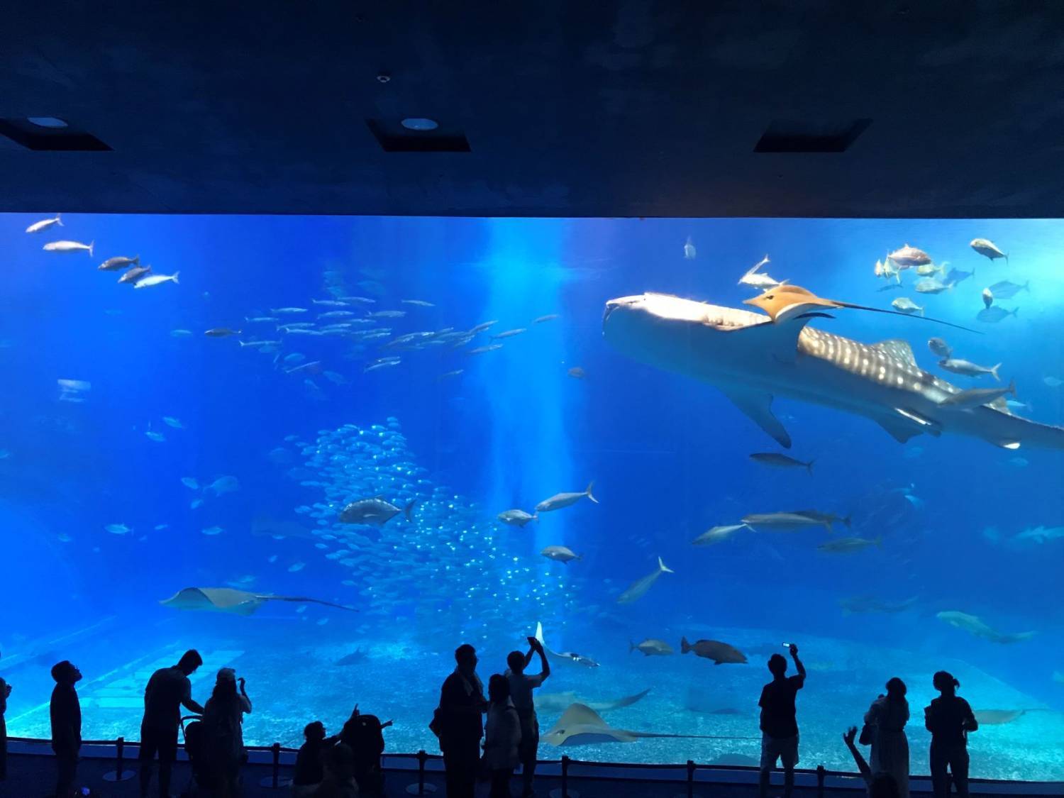 美之島觀光巴士一日遊（C路線）｜美麗海水族館、古宇利島、御菓子御殿、萬座毛、美國村