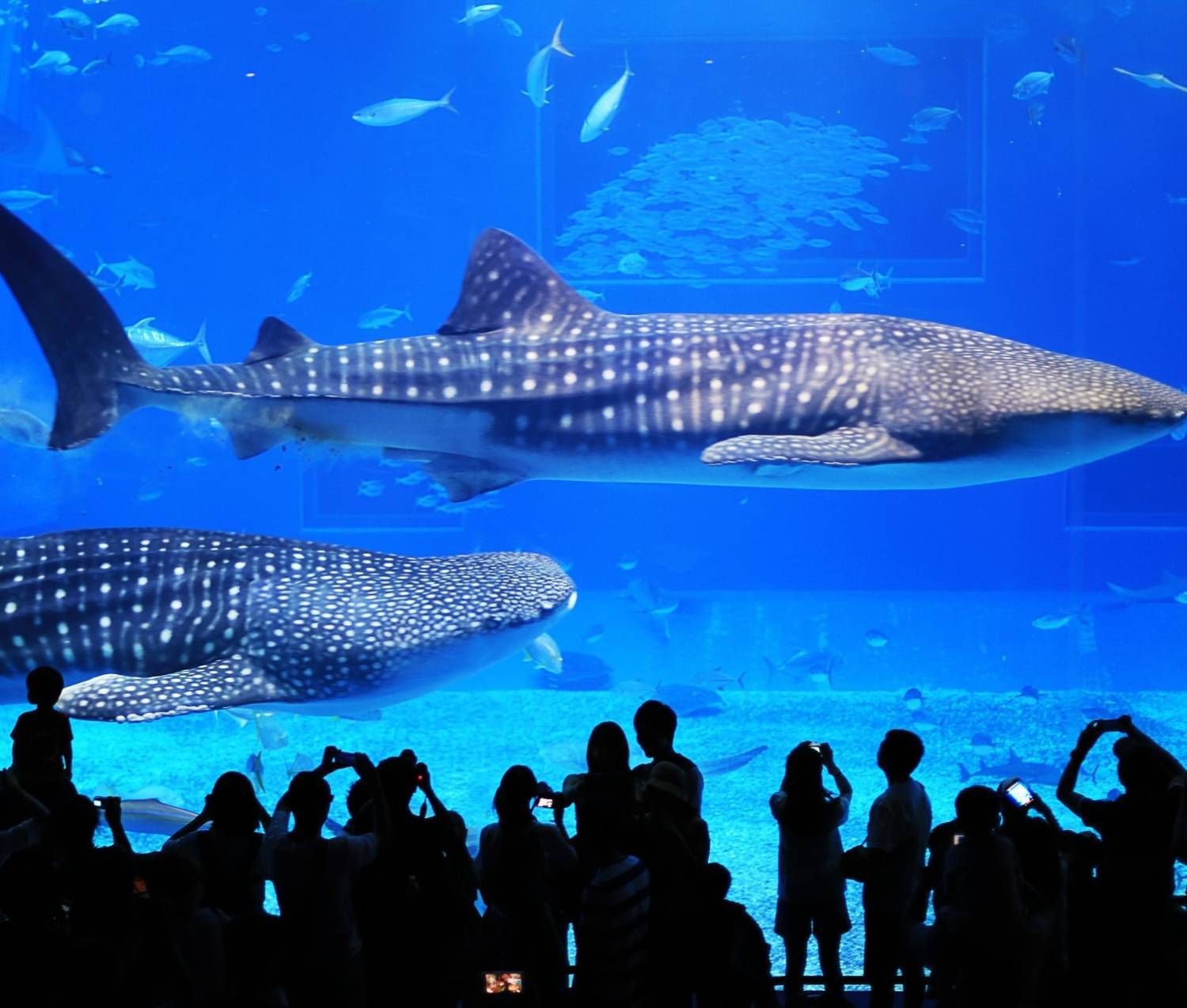 美之島觀光巴士一日遊（C路線）｜美麗海水族館、古宇利島、御菓子御殿、萬座毛、美國村